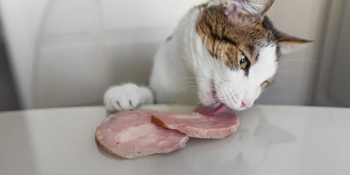 can-cat-eat-hams-compressed.jpg