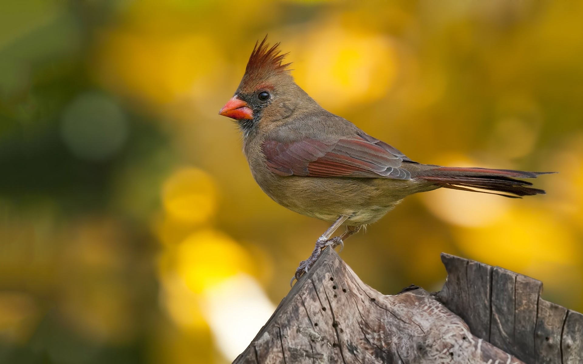 cardinal-bird.jpg