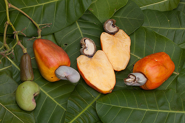 Cashew_nut_Rio_de_los_esclavos_image_10K6527.jpg