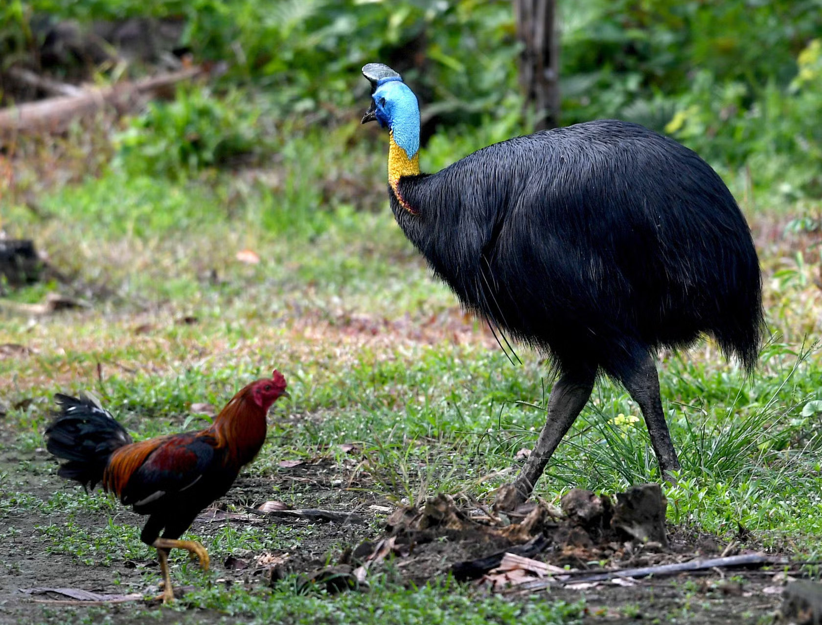 Cassowary.jpg