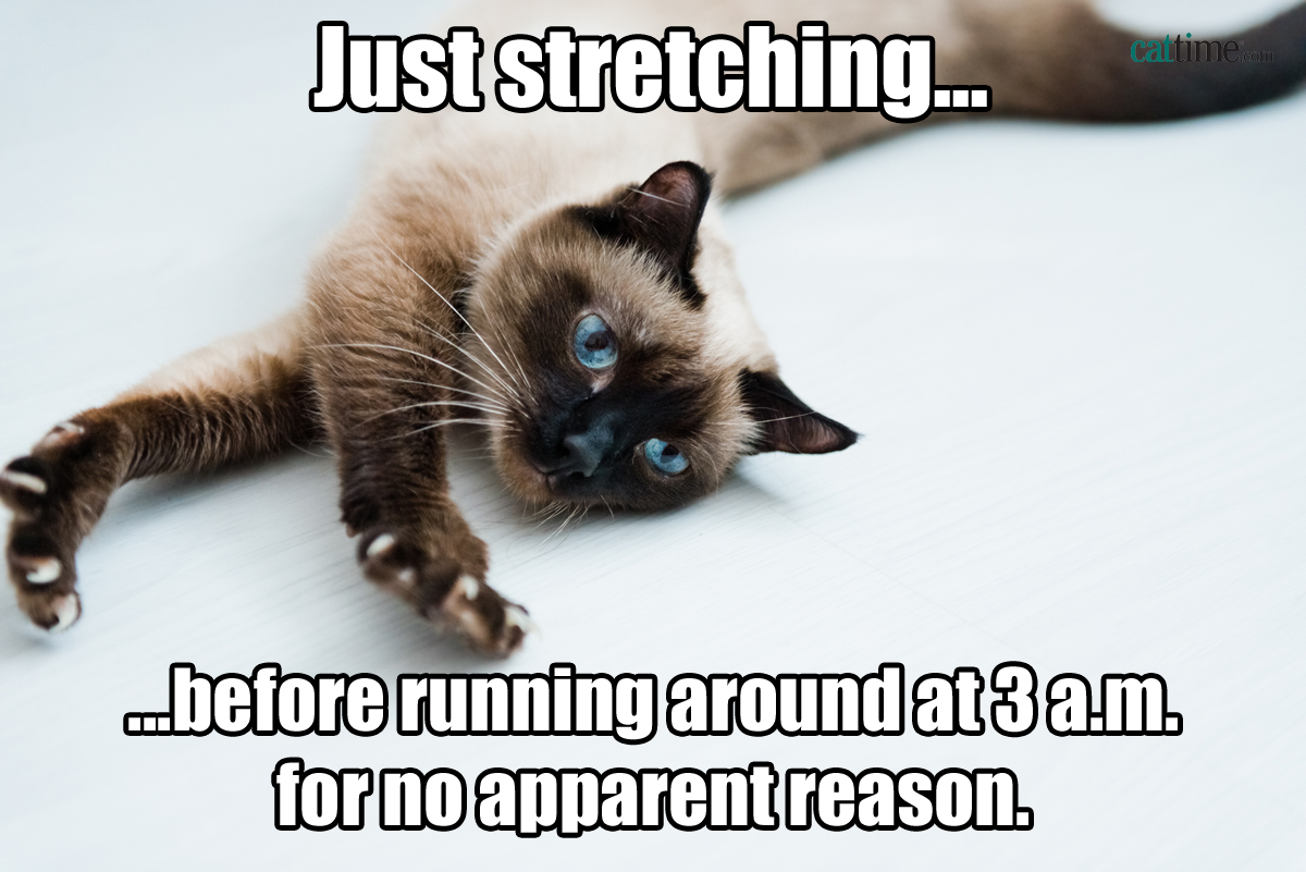 cat-meme-cat-getting-ready-to-run.jpg