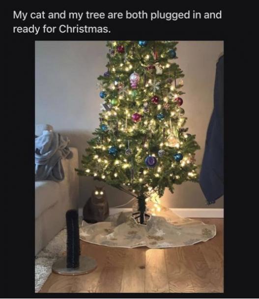 Cat & Tree Lit Up.jpg