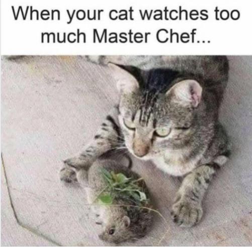 Cat Watches Master Chef.jpg