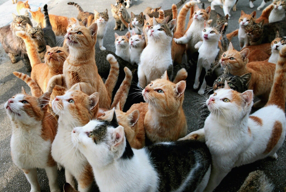 catarmy.jpg