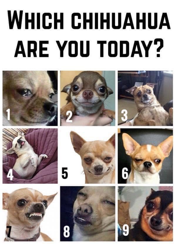 chihuahua2.jpg