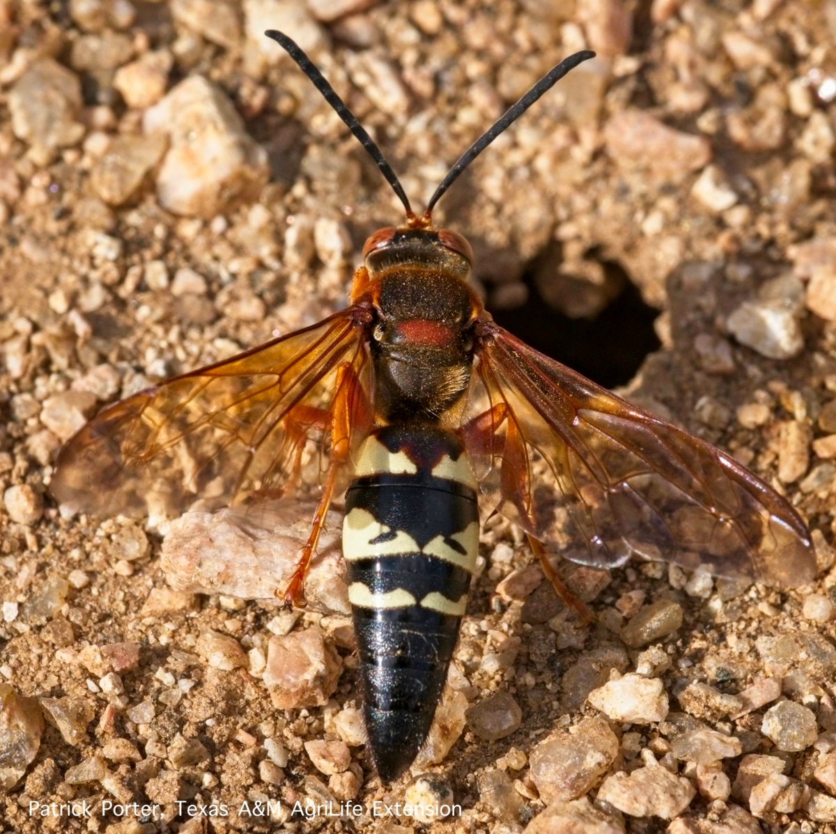 Cicada-killer-wasp-and-burrow-2-Pat-Porter-2018.jpg