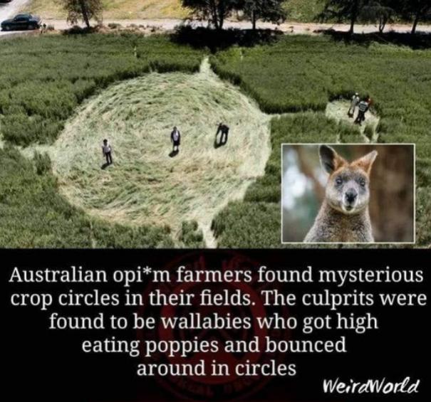 Crop Circles in Oz.jpg