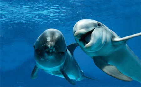 Cute Dolphins.jpg