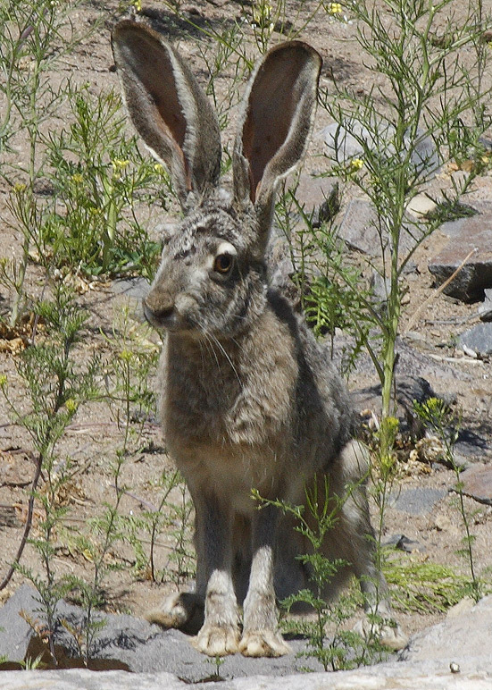 Desert Cottontail.jpg