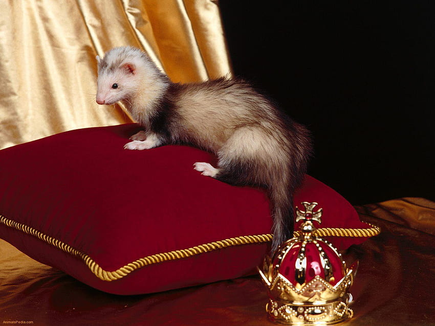 desktop-wallpaper-cute-ferret-on-a-throne-ferrets.jpeg