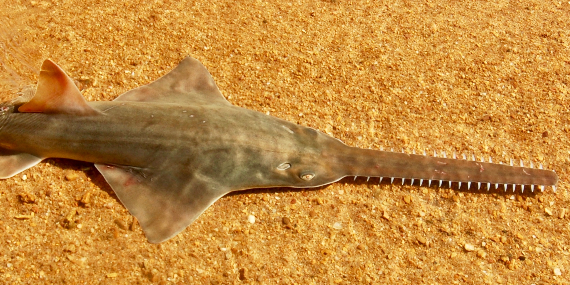 DMorgan_Freshwater_Sawfish_close_up_mobile_thumbnail.jpg