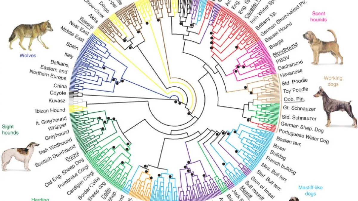 dog-breeds-chart-1200x675.webp