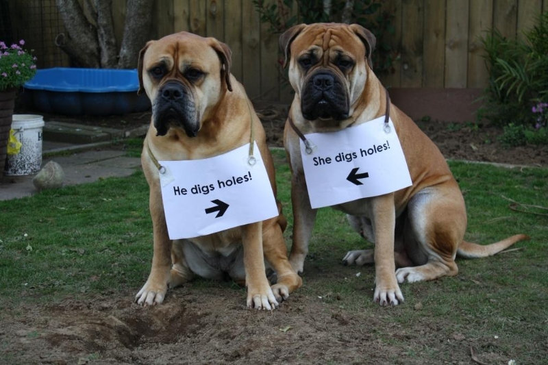 dog shaming.jpg