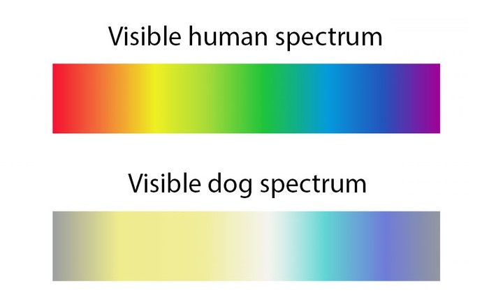 dog-spectrum-13a5a54.jpg