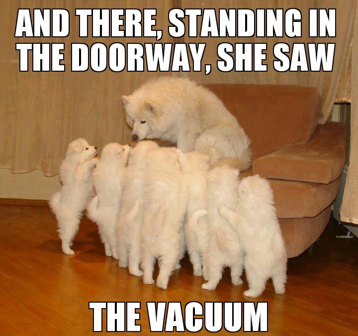 dog-vacuum-meme.jpg