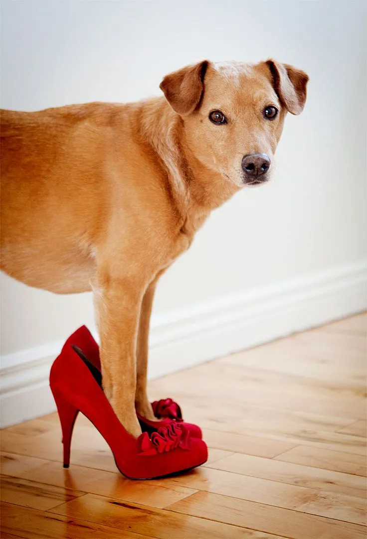 dog-waterproof-shoes-12.webp