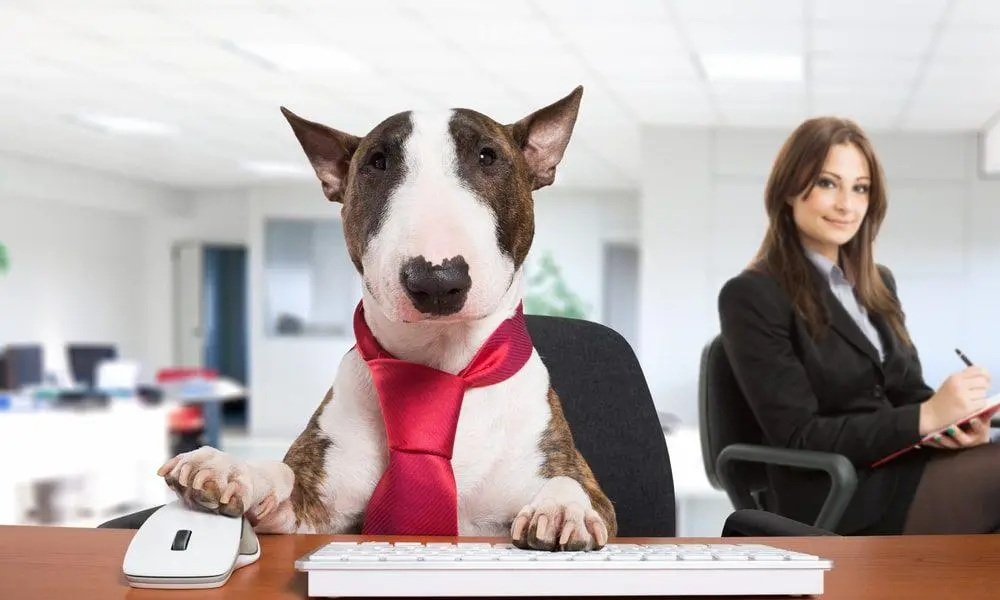 dogatwork-min-1000x600.webp