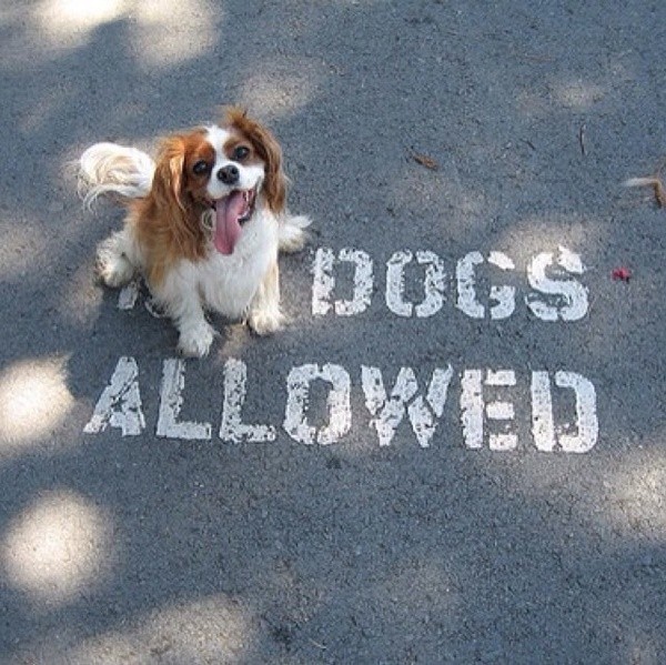 dogsallowed.jpg