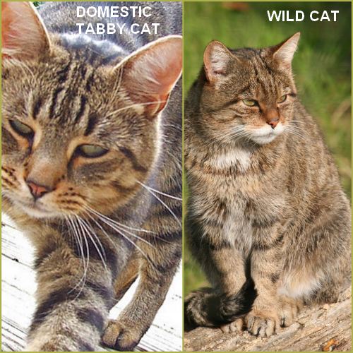 domestic-cat-wid-cat-comparison.jpg