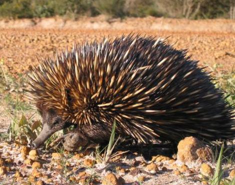 Echidna 02.jpg