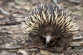 echidna.jpg