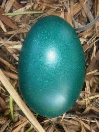 emu-egg.jpg