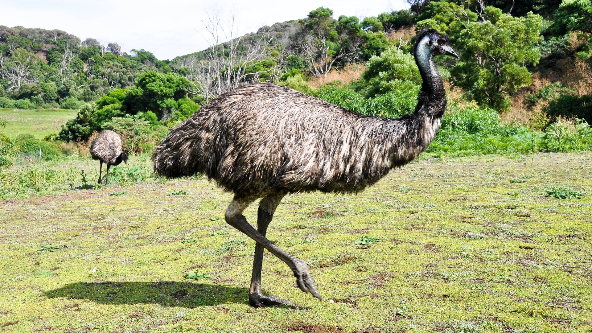 Emu.jpg