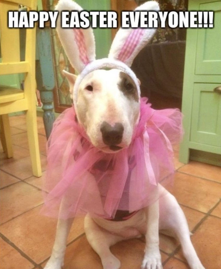 english-bull-terrier-meme-11-787x1024.jpg