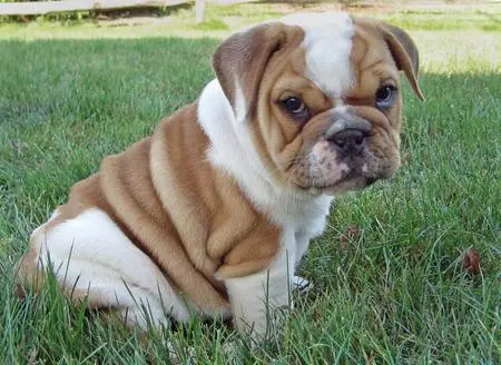 english-bulldog.webp