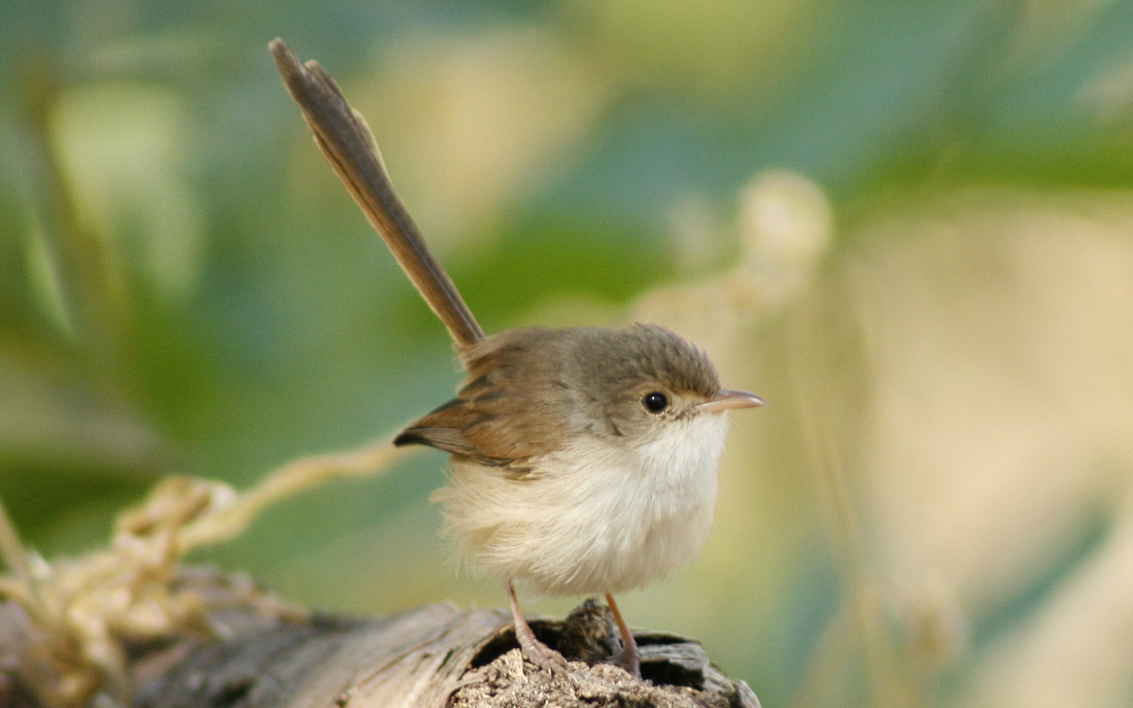 FairyWren.webp