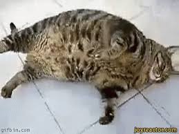 FatCat.jpg