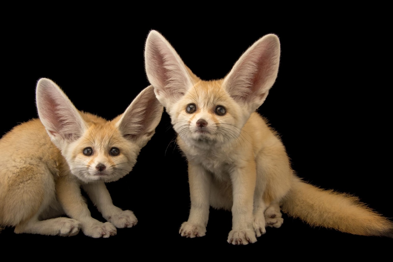 fennec-fox.JPG