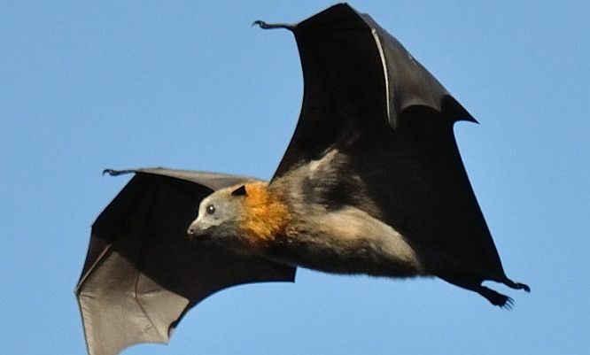 flying-fox.jpg