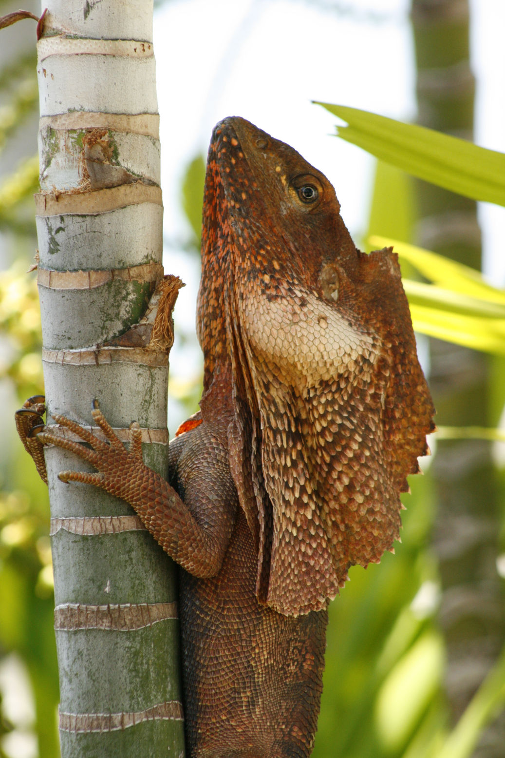 Frill Necked Lizard.JPG