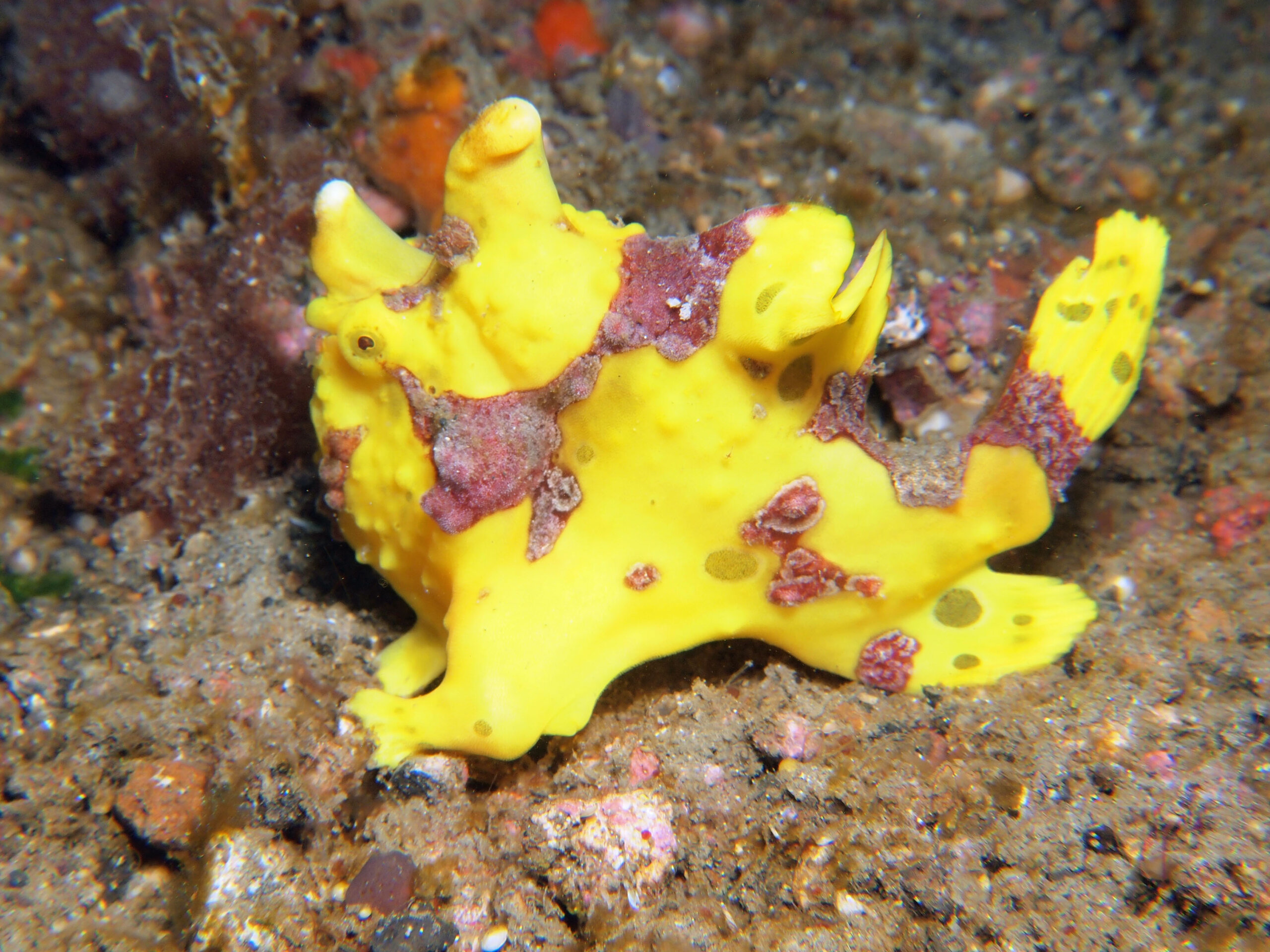 Frogfish 1.jpg