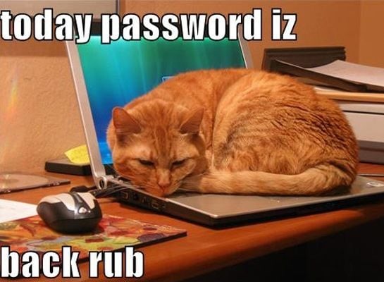 funny-cat-computer-19.jpg