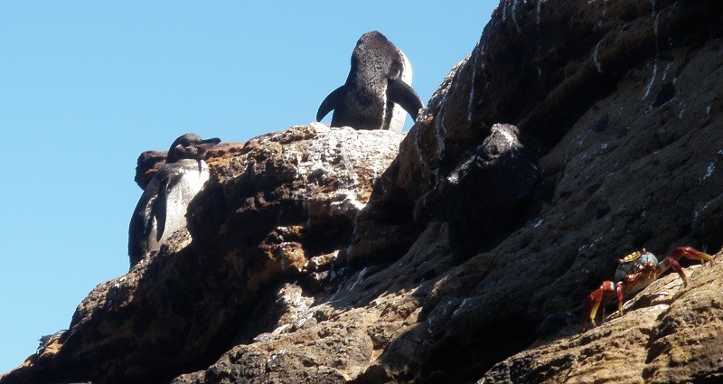 Galápagos penguin.JPG