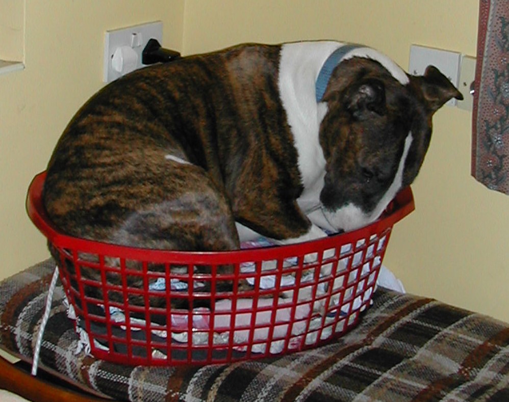 George in ironing basket 18 Nov (2).jpg