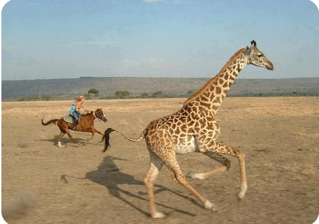 giraffe.jpg