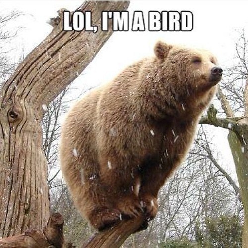 go-home-youre-drunk-climbing-bears-lol-tree-bird-7074639872-1238781100.jpg