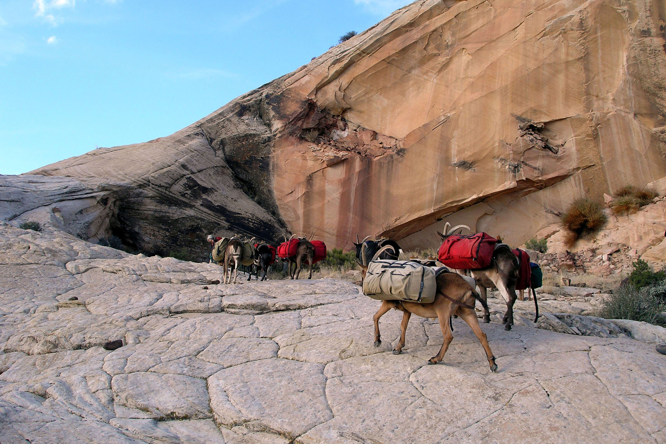 Goats on Slickrock resize.jpg