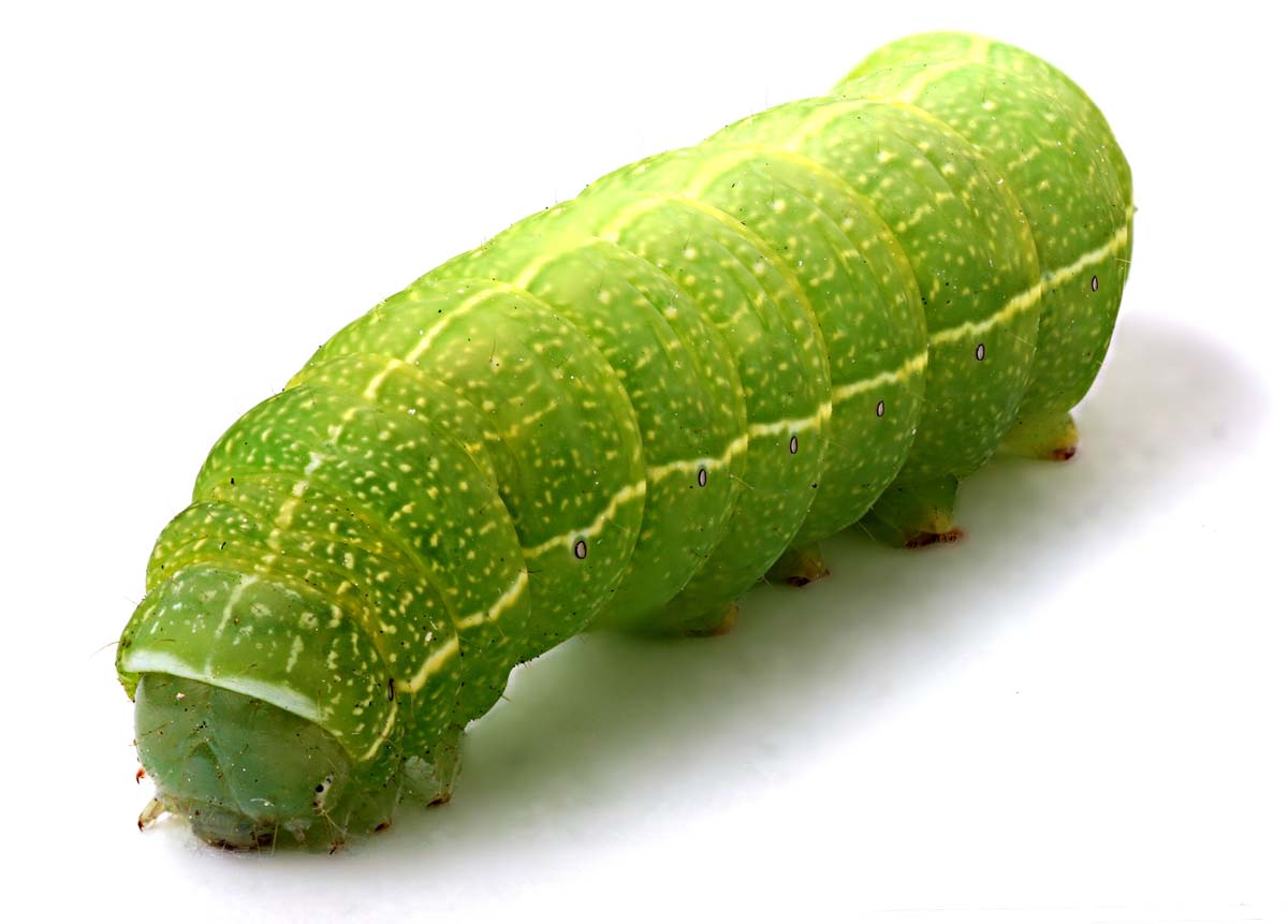 Green_caterpillar.jpg