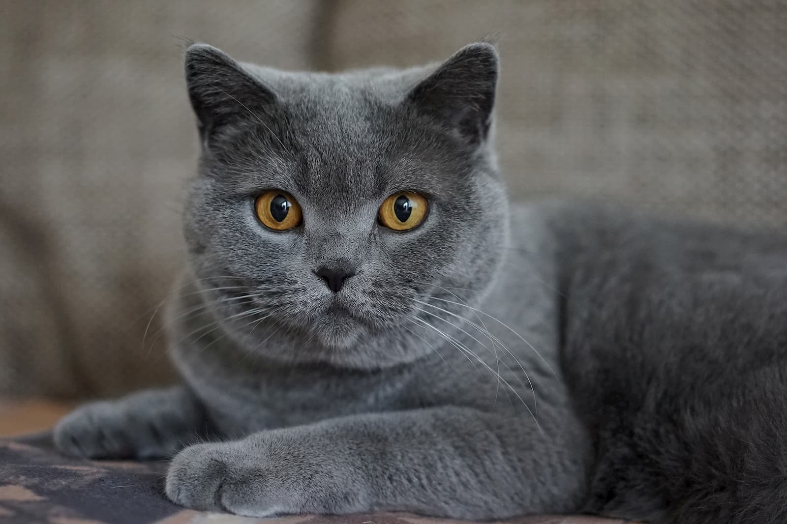 grey-chartreux-cat-with-brown-eyes.jpg