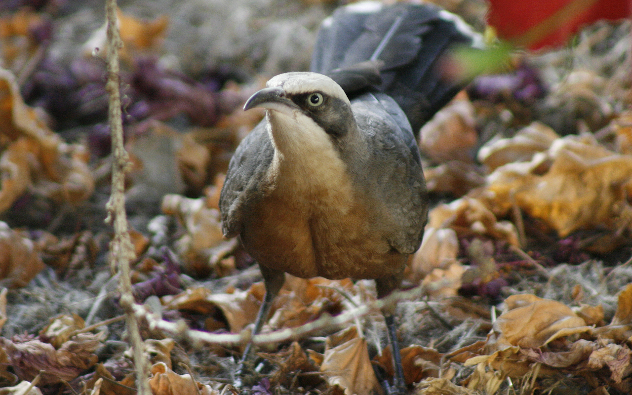 GreyCrestedWarbler.jpg