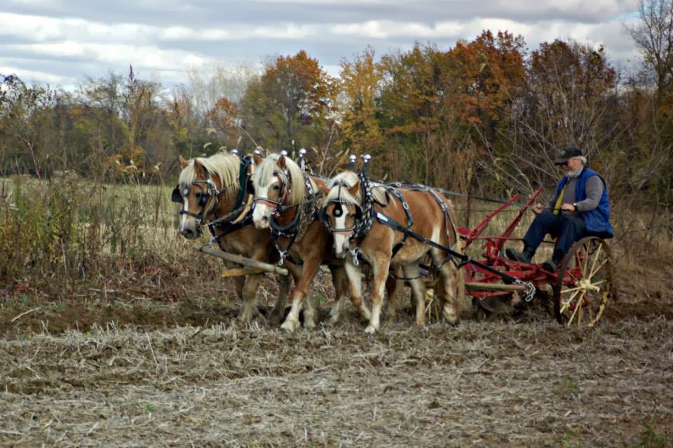 Haflinger triple hitched.jpg