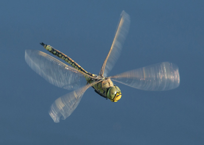 Hemianax papuensis AUSTRALIAN EMPEROR 12.jpg