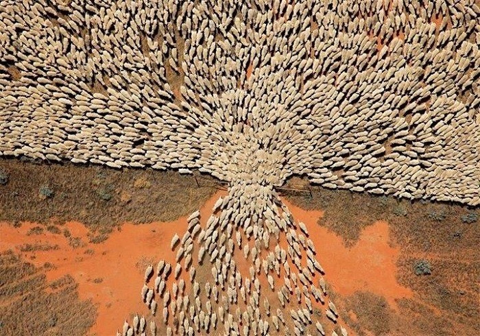 herd.jpg