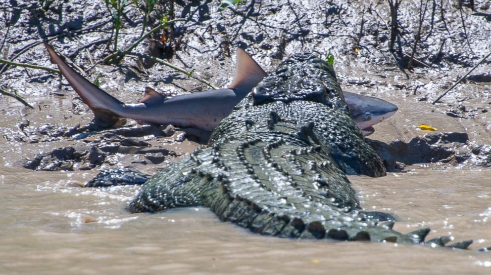 ht_crocodile_eating_shark_shore_jc_140806_16x9_992.jpg