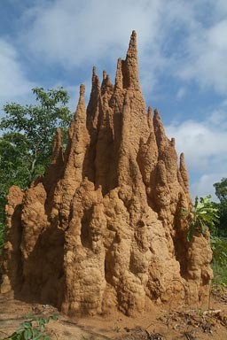 huge-termite-mound-2.jpg