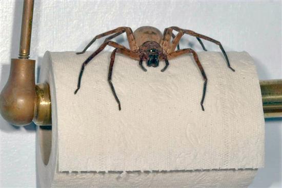 Huntsman-Spider.jpg